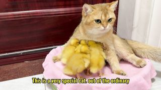 Amazing world, the cat gave birth to a litter of ducklings!Great maternal love.Cute and funny animal.