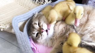 The duck invites two cute cats to swim together! The kitten observed secretly.Funny and cute animal.