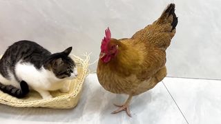 The kitten is very angry????❗️It's so funny and cute! The hen insisted on sleeping with the kitten????.