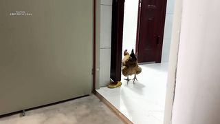 The kitten is angry????!The hen wanted to sleep with the kitten,and then the cat hid!So funny and cute.
