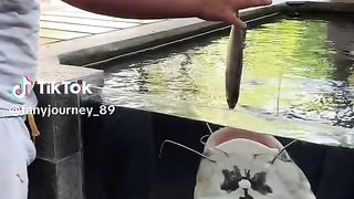 RCT Fish