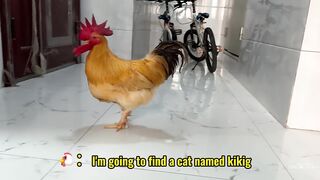 The rooster tried to sleep with the kitten (kikig) and was beaten by the kitten's friend! Funny cute.