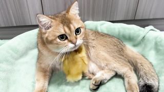 So funny and cute????!The most patient cat in the world raising ducklings.The duck has grown up again.