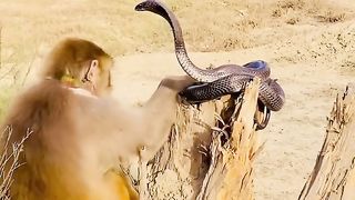 Naag and monkey