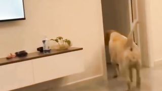 cute dog ????