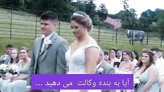 The witness cow at the wedding