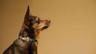 Canine Companion Goals: The Picture of a Well-Trained Dog