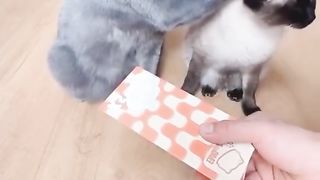Funny video