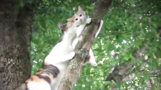 moved by the story of mother cat