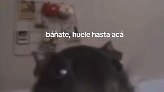 Ratón (Rat)