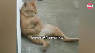 because he likes to fight,the cats expression is sad