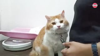 the cats reaction was angry and jealous because it saw the owner bring a news cat