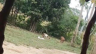 My  pet  is eating a lot of grass