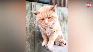 reaction oyen(slang languange) cat angry