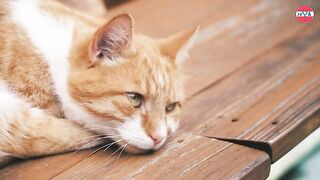 cute cat pretend