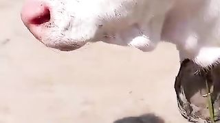 Pink nose 063 Cow Baby