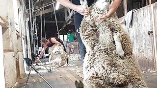 Sheep wool