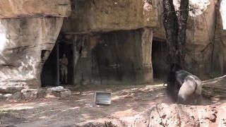 A gorilla attacks a man