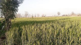 Simplicity of village
