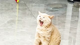 tiktok_oootikxtokooo_7327131301377592606__1710044366852_oootikxtokooo