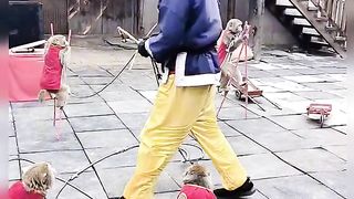The monkey dance amazing funny video 2024