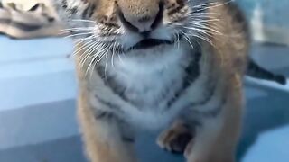 Tiger cubs are very adorable