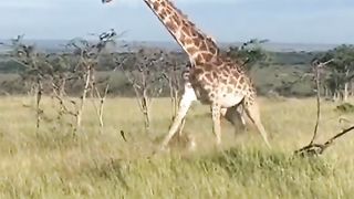 Giraffe beaten by lion