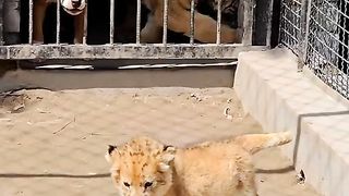 cute tiger cub calling mom