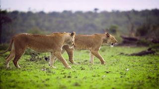 Predators