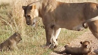 Lion mothers always protect their cubs from attacks