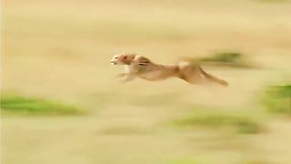 Cheetahs run very fast chasing deer