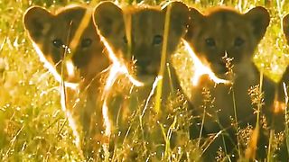 lion cubs in the wild