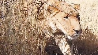 The lion is ready to pounce on its prey