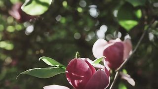 Allahuakbar| اللہ اکبر | سبحان اللہ|الحمد للہ #dua