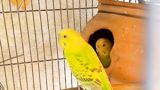 Talking parrots so pretty
