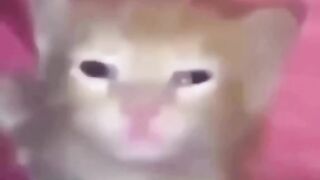 Sleepy cat