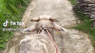 Punuk sapi