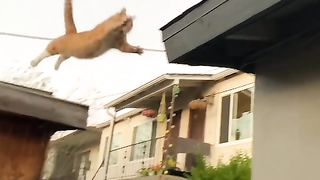 Cat jump failed
