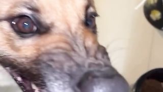 Angry doggo