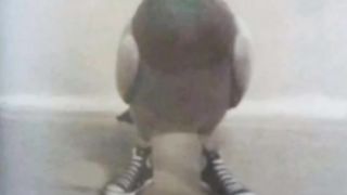 Pigeon calling would you answer?
