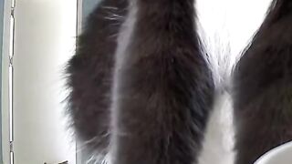 Giant cat