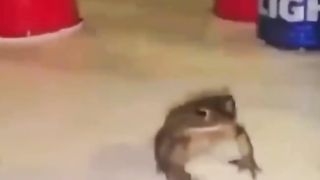 Behold…FROG