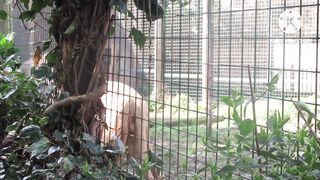 Lions