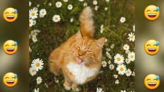 Nos amis les chat - Vidéo compilation-part01