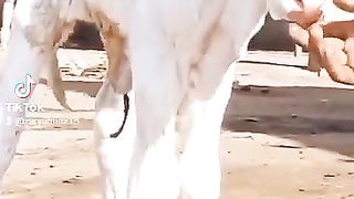 Pink Nose Cow Baby