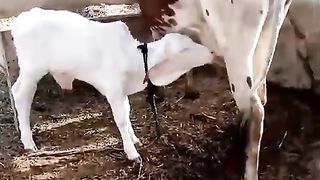 White Cow Baby Pink nose