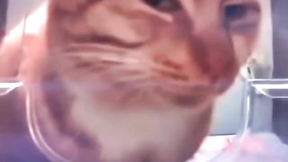 Cat mewing