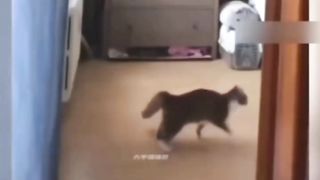 Drifting cat