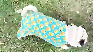 A_VERY_busy_morning_in_Loulou’s_life_????__Song_by_The_Holderness_Fam__#pug_#dog_#shorts(360p).