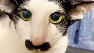 This is cat or what?
